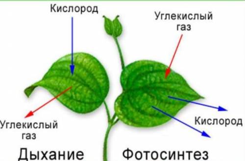 Проаназируйте роли растений процесса поглощения выделения кислорода углекислого газа энергии входе и