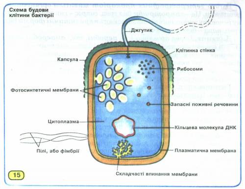 Чи існує в клітинах прокаріотів єдина мембранна сітка