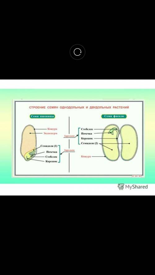 Из чего состоит зародыш семени? 7-й класс !