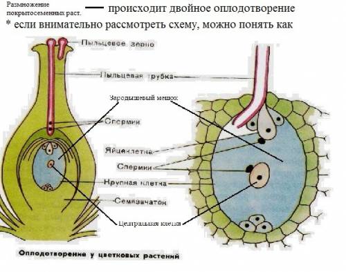 1.как размножаются голосеменные? 2.как размножаются покрытосеменные? 3.назовите и охарактеризуйте ос