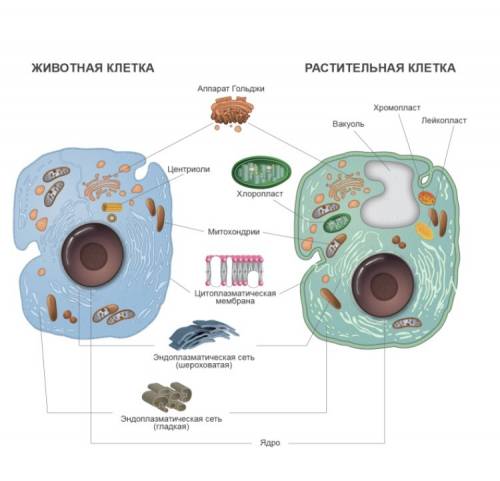 Назовите клеточное строение клетки(органоиды)