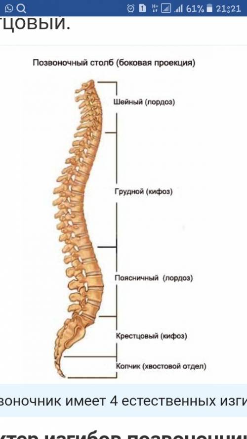 Какие лордозы и кифозы имеет позвоночник?