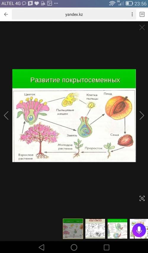 Схема размножение покрытосеменных растений.7 класс