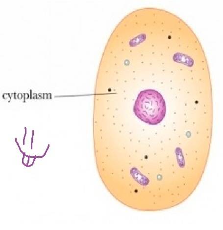1)какие функции выполняет в клетке цитоплазма? а) является внутренней средой в клетке б) осуществляе