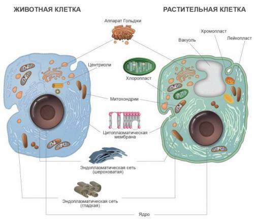 Кратко ответ! вопрос на экзамен. клетка элементарная живая система и основная структурно-функциональ