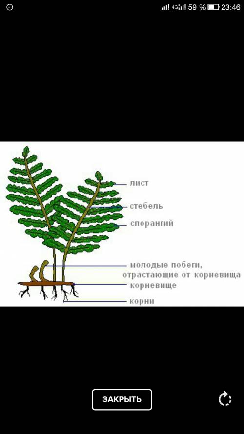 Рассмотрите спороносящее растение папоротника. найдите корневище с отходящими от него корнями. какие