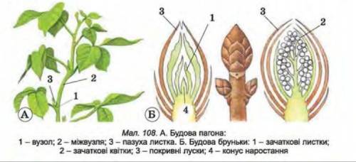 Дослідження за розвиток пагона з бруньки біологія 6 клас (опис)пагін. будова пагона. його розвиток з