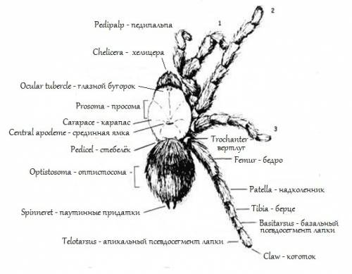 Паук-крестовик 1 характеристика головного отдела 2 характеристика брюшка 3 количество ходильных ног