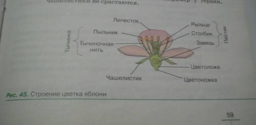 Мне нужна ваша мне нужно сделать , по биологии там нужно .. строение цветка ( ромашки или любого цве