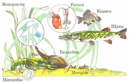 Как нарисовать круговорот веществ водоёма