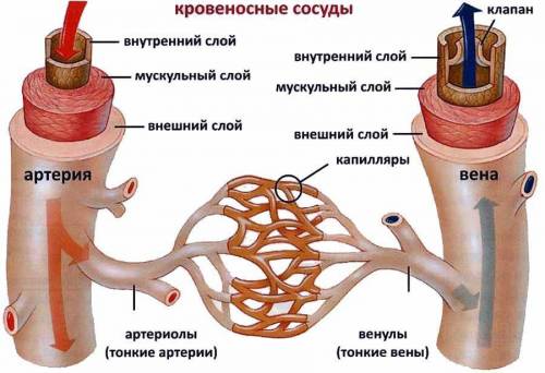 Чем артерии отличаются от вен как это связано с их функциями