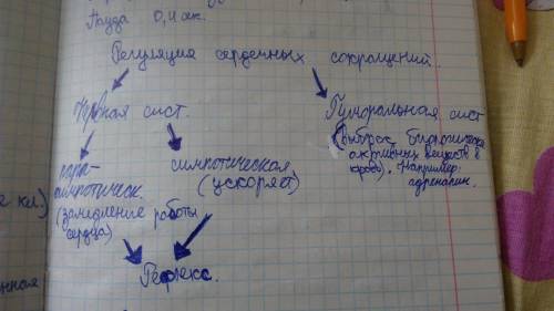 Регуляция работы сердца; нервной гуморальной. влияние, изменения в крови кальций и калий.