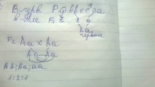 Упшениці червоне забарвлення колоса зумовлює домінантний алель в ,а біле рецесивний алель b .які ген