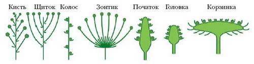 Какие есть простые и сложные соцветия