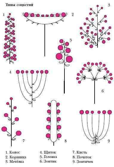 Какие есть простые и сложные соцветия