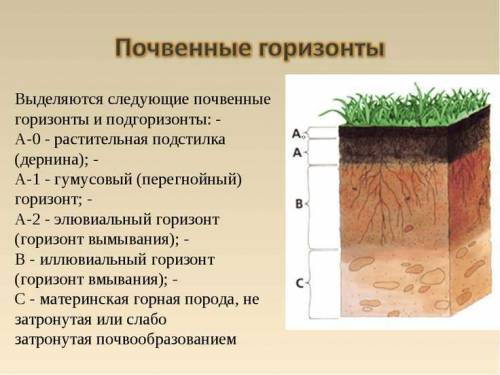 Какое буквенное значение имеет гумусовый слой?