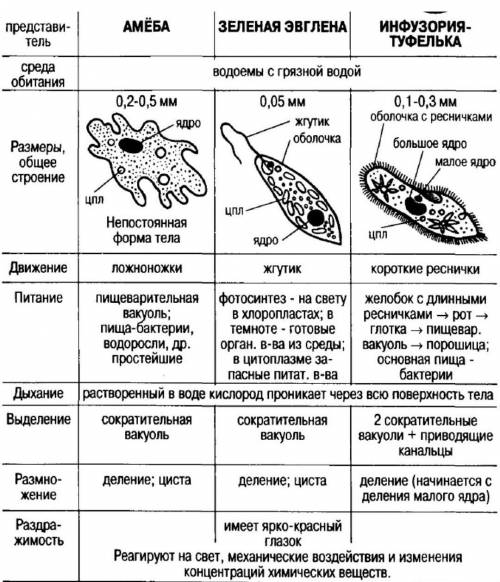 Биология. 7 класс. подцарство простейшие.общая характеристика.значение простейшихамёба обыкновеная (