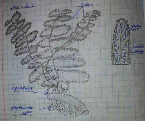 Изучи внешний вид папоротника из чего оно состоит