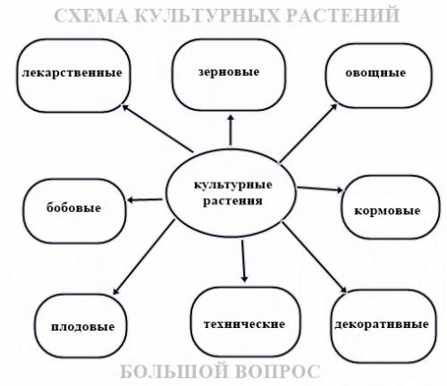 Схема: какие бывают культурные растения