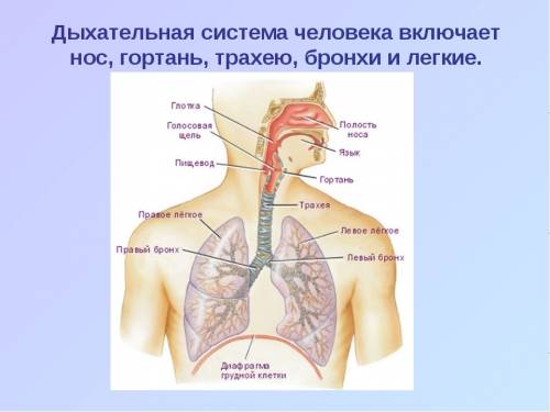 На указателях подпиши органы дыхательной системы