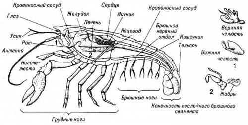 Кто нибудь биология рабочая тетрадь стр 62 145 используя рисунок на с 95 учебника и дополнительные и