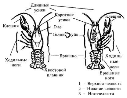 Кто нибудь биология рабочая тетрадь стр 62 145 используя рисунок на с 95 учебника и дополнительные и