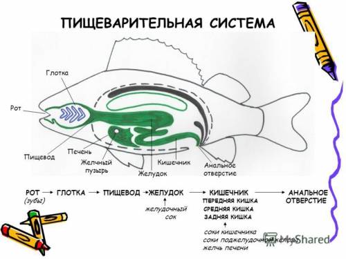 Охарактиризуйте пищеварительную систему рыб на картинке