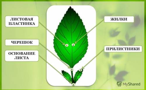 Зарисуйте в тетради лист рассматриваемого растения, сделайте обозначкение его частей
