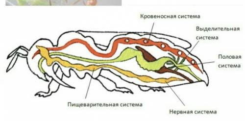 Как образ жизни муравья рыжего отразился на его строении?