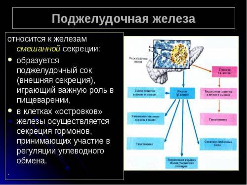 А1.почему поджелудочная железа относится к железам смешанной секреции? каково её значение в пищеваре