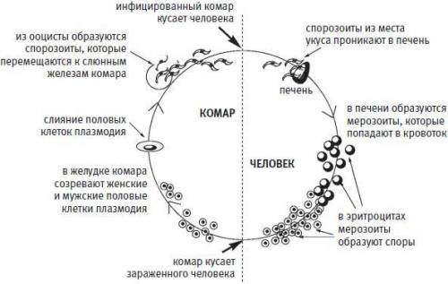 Споровики. цикл развития малярийного плазмодия