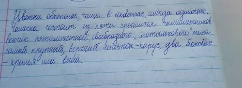 Вчём особенности строения цветка бобовых растений хороший ответ