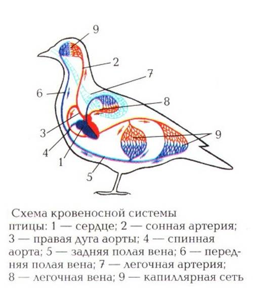 Напишите схему кровеносной системы птиц(со стрелочками, типа кровь > >