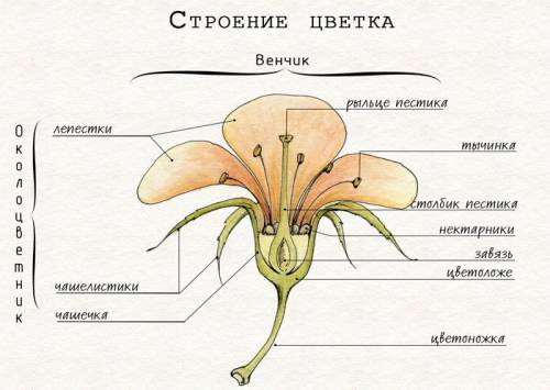 Частини квітки і яке їхнє значення много 38