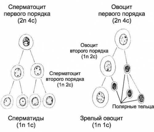 4. если у женского организма с генотипом mm ген м при мейозе попал в яйцеклетку, куда попадает ген m