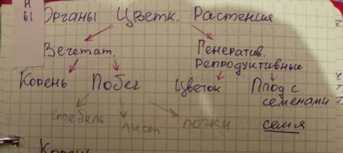 Напишите какие части растения генеративные а какие вегетативные. нужно.