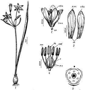 Нарисуйте цветки лука, предварительно рассмотрев их в гербарии через лупу, укажите особенности их ст