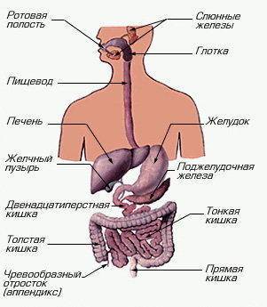 Что такое пищеварительная система ? из чего она составит?