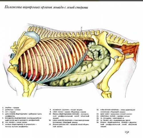 Какие органы располагаются в брюшной полости организма лошади.? распишите по левой, правой сторонам
