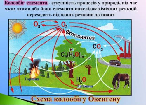 Що таке колообіг оксигену в природі