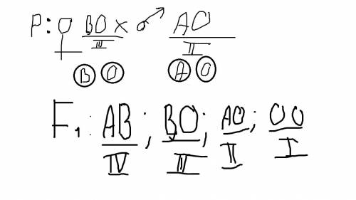 Родители имеют ii и lll группы крови. какие группы крови стоит ожидать от потомства? важно: правильн