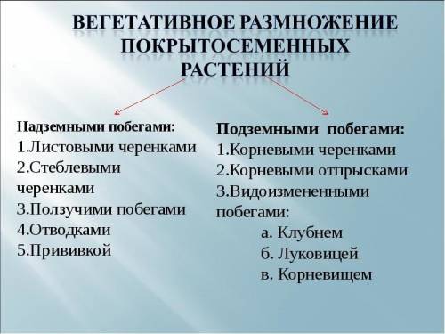 Конспект по биологии вегетативное размножение покрытосеменных растений