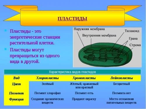 Вклетке бактерии есть ядро и другие органоиды. например пластиды.тут есть ошибка. напишите правельно