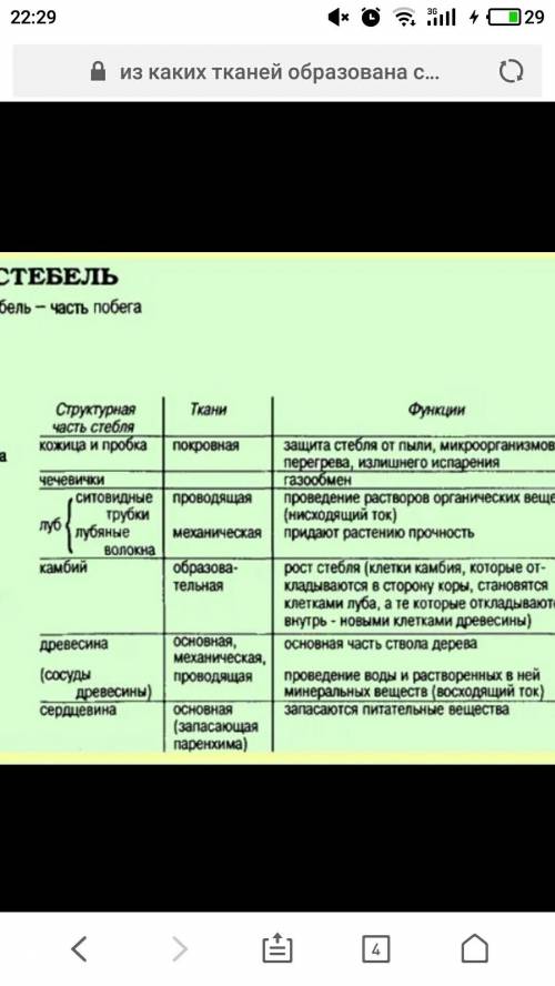 Какими тканями образованы кора, луб, камбий, сердцевина, смоляные каналы, древесина?