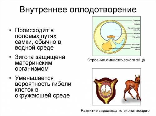 Вчём особенность внутреннего оплодатворения и животораждения.