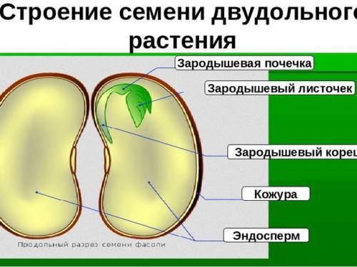 Что коме эндосперм и семенной кожуры , содержит семя?