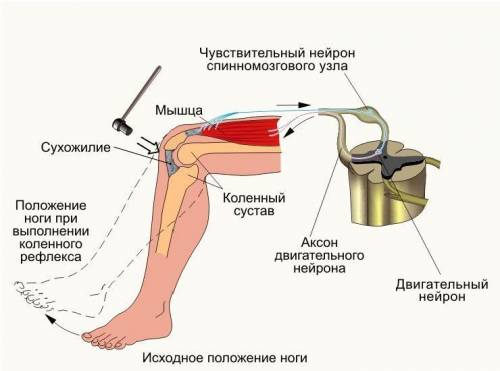 Визображённом на рисунках опыте экспериментатор легко ударил специальным молоточком в области колена