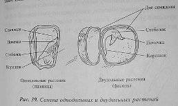 Строение листа двудольных и однодольных растений строение цветка двудольных и однодольных растений з