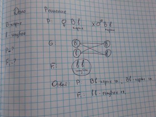 Учеловека карие глаза (в) доминируют над голубыми (в) единственный ребенок кареглазых родителей имее