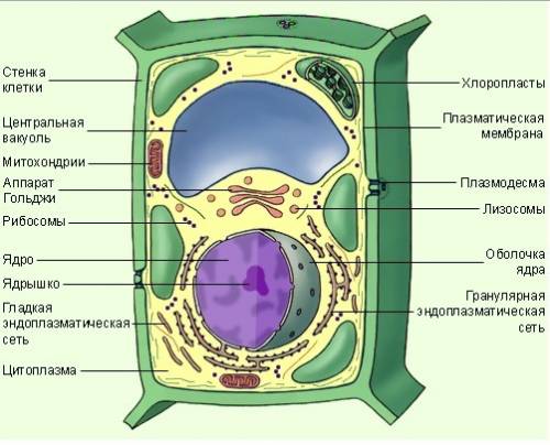 Растительная клетка ее строение.можете написать ее строение со всеми определениями